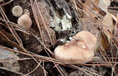 Lentinula edodes