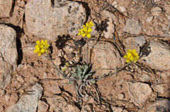 Physaria rectipes