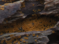 Arachnopeziza trabinelloides