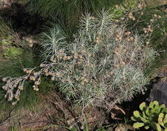 Carlina xeranthemoides image