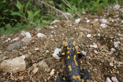 Salamandra salamandra