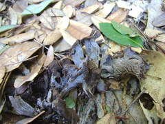 Craterellus atrocinereus