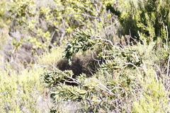 Liparia splendens splendens