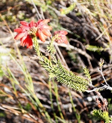 Erica cerinthoides cerinthoides