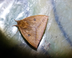 Catacantha ferruginea