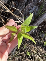 Eclipta prostrata