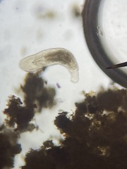 Macrostomum