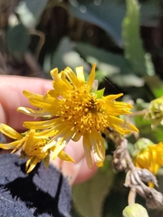 Munnozia