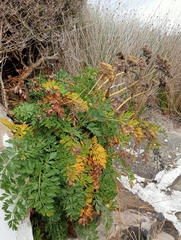 Anisotome lyallii