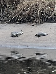 Apalone spinifera guadalupensis