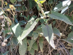 Munnozia