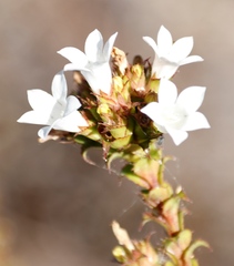 Roella amplexicaulis