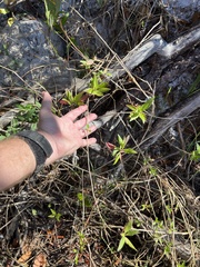 Eclipta prostrata