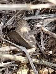 Galgula
