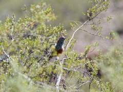 Rhinocrypta lanceolata