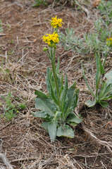 Senecio integerrimus