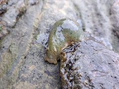 Dolabrifera nicaraguana