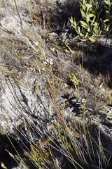 Roella amplexicaulis