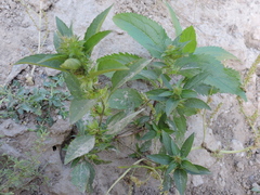 Acalypha monococca