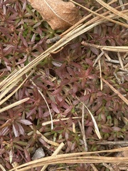 Pyxidanthera barbulata