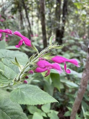 Salvia dorisiana