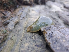 Dolabrifera nicaraguana