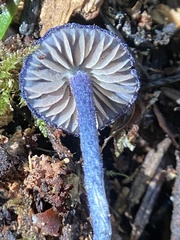 Entoloma subcarneum