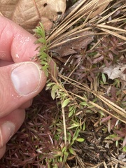 Pyxidanthera barbulata