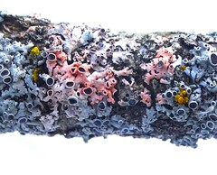 Marchandiomyces corallinus