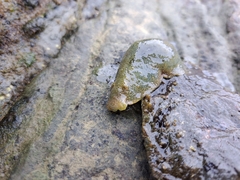 Dolabrifera nicaraguana