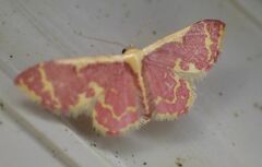 Idaea gemma