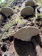 Nigroporus vinosus