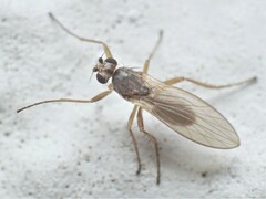 Lonchoptera bifurcata