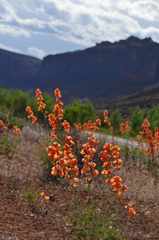 Sphaeralcea grossulariifolia