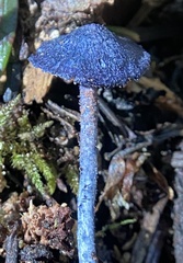 Entoloma subcarneum