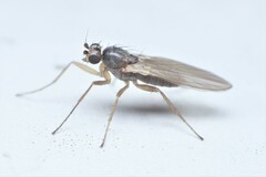 Lonchoptera bifurcata