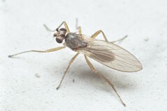 Lonchoptera bifurcata