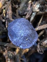 Entoloma subcarneum