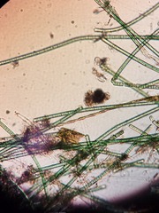 Bacillaria paxillifera