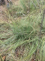 Xerophyllum asphodeloides
