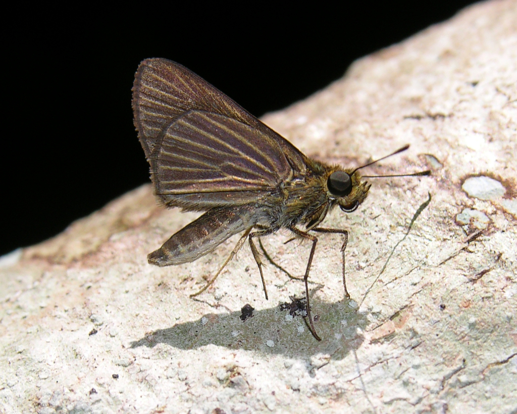 Decora Skipper