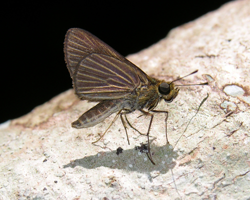 Decora Skipper