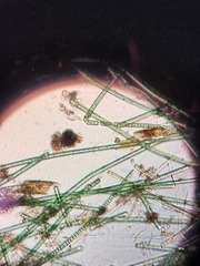 Bacillaria paxillifera