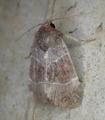 Hampsonodes mastoides