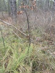 Xerophyllum asphodeloides
