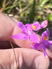 Calopogon barbatus