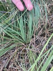 Xerophyllum asphodeloides