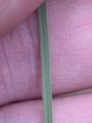 Xerophyllum asphodeloides