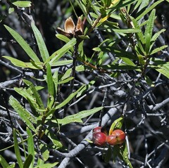 Colliguaja integerrima