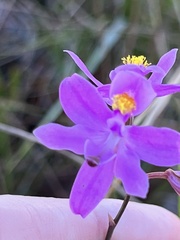 Calopogon barbatus